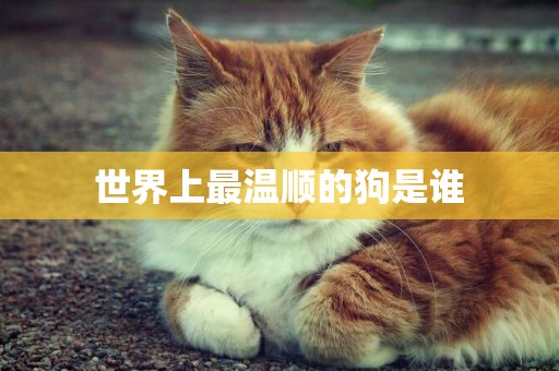 世界上最溫順的狗是誰