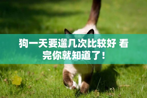 狗一天要遛幾次比較好 看完你就知道了！