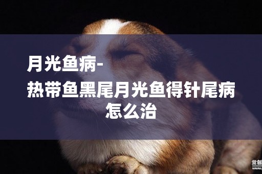 月光魚病-
熱帶魚黑尾月光魚得針尾病怎么治