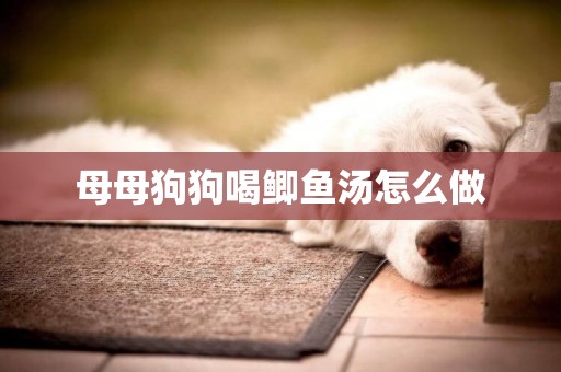 母母狗狗喝鯽魚湯怎么做