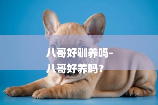 八哥好馴養嗎-
八哥好養嗎？