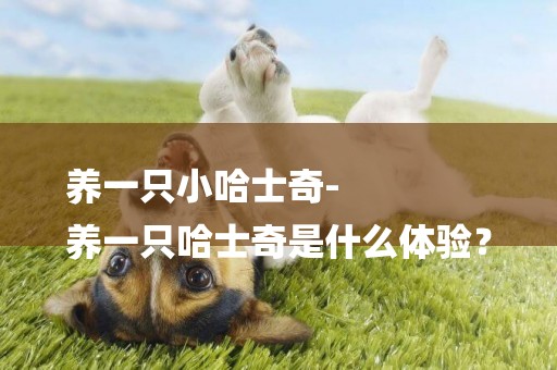 養一只小哈士奇-
養一只哈士奇是什么體驗？