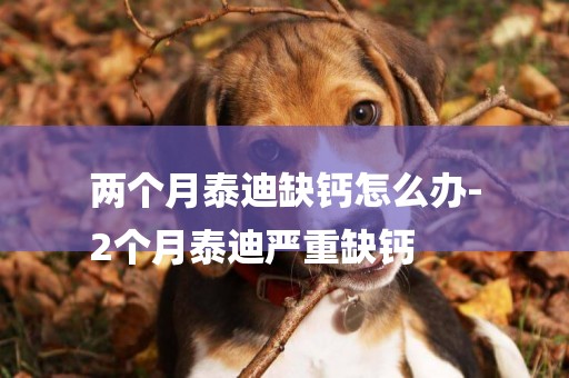 兩個月泰迪缺鈣怎么辦-
2個月泰迪嚴重缺鈣