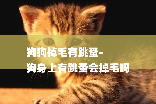 狗狗掉毛有跳蚤-
狗身上有跳蚤會掉毛嗎