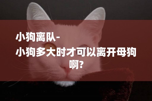 小狗離隊-
小狗多大時才可以離開母狗啊?
