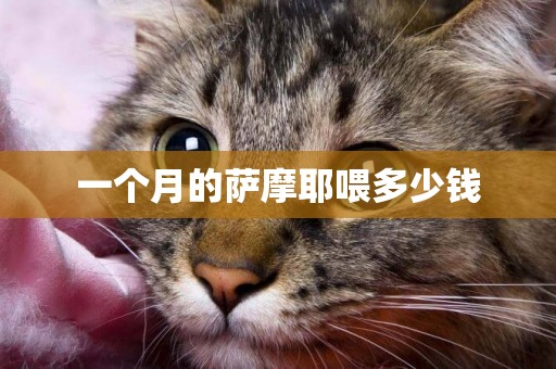 一個月的薩摩耶喂多少錢