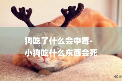 狗吃了什么會中毒-
小狗吃什么東西會死
