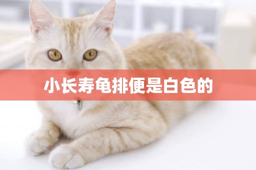 小長壽龜排便是白色的
