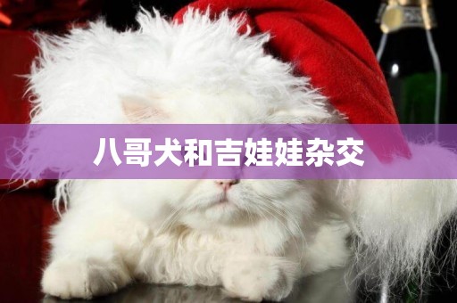 八哥犬和吉娃娃雜交