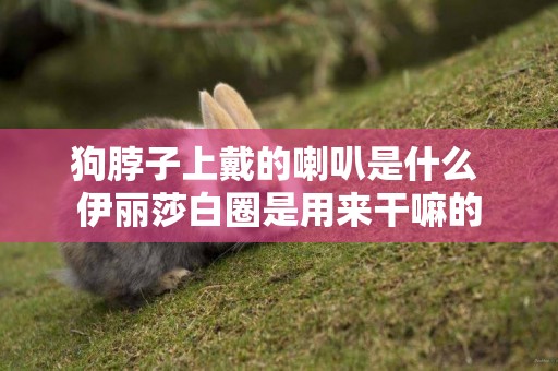狗脖子上戴的喇叭是什么 伊麗莎白圈是用來干嘛的