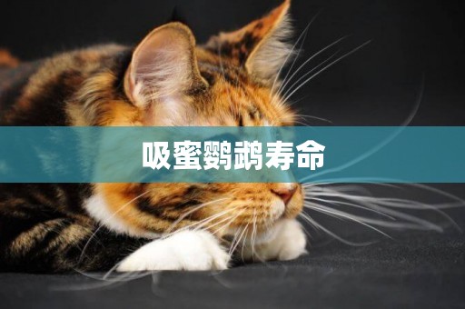 吸蜜鸚鵡壽命