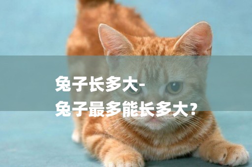 兔子長多大-
兔子最多能長多大？