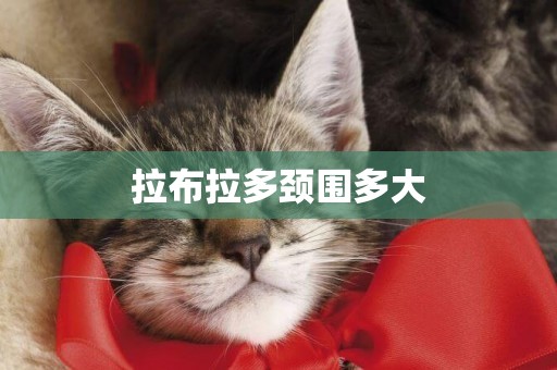拉布拉多頸圍多大