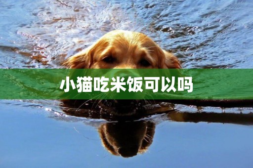 小貓吃米飯可以嗎