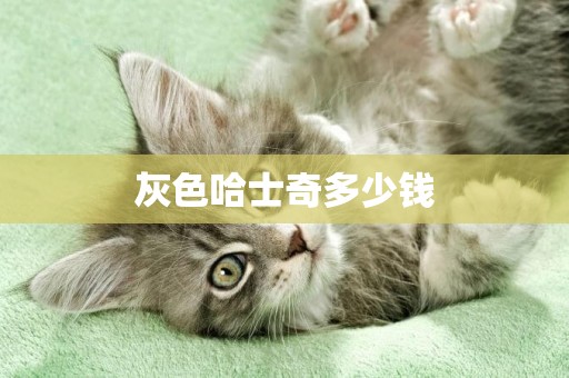 灰色哈士奇多少錢