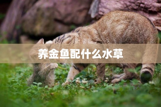 養金魚配什么水草