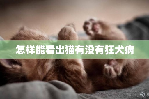 怎樣能看出貓有沒有狂犬病