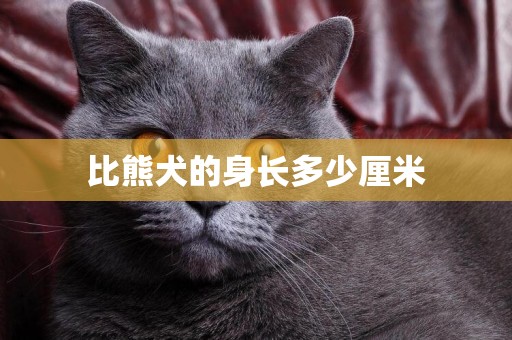 比熊犬的身長多少厘米