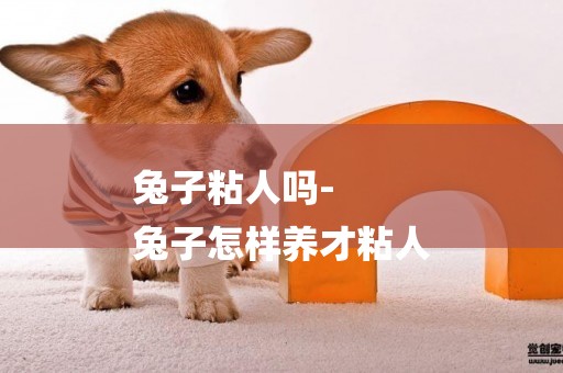 兔子粘人嗎-
兔子怎樣養才粘人