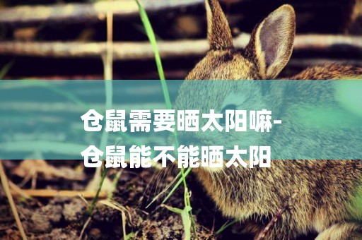 倉鼠需要曬太陽嘛-
倉鼠能不能曬太陽