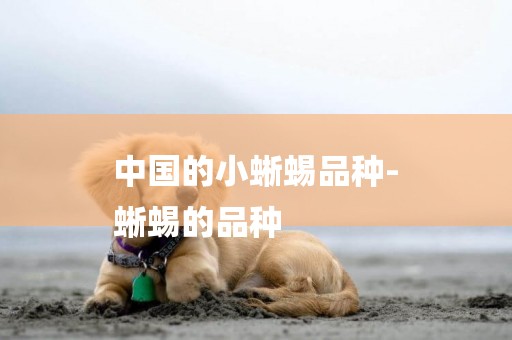 中國的小蜥蜴品種-
蜥蜴的品種