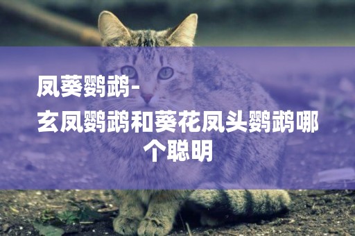 鳳葵鸚鵡-
玄鳳鸚鵡和葵花鳳頭鸚鵡哪個聰明