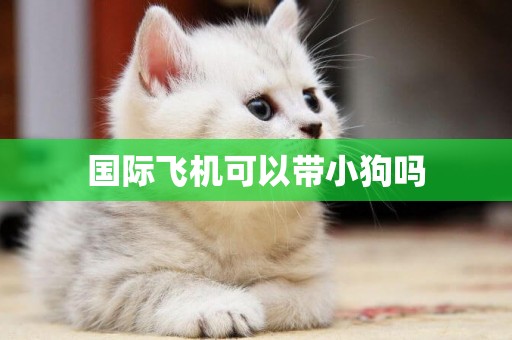 國際飛機可以帶小狗嗎