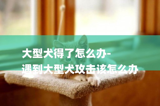 大型犬得了怎么辦-
遇到大型犬攻擊該怎么辦