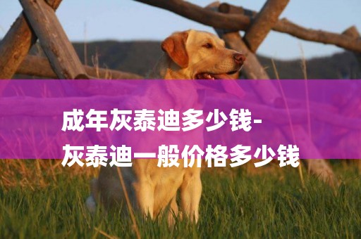 成年灰泰迪多少錢-
灰泰迪一般價格多少錢