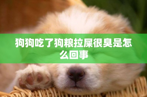 狗狗吃了狗糧拉屎很臭是怎么回事