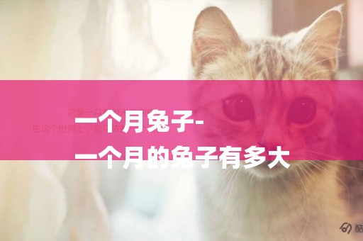 一個月兔子-
一個月的兔子有多大
