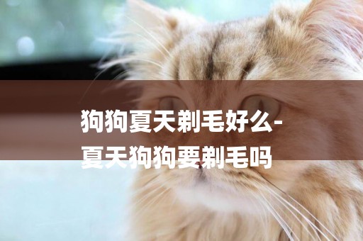 狗狗夏天剃毛好么-
夏天狗狗要剃毛嗎