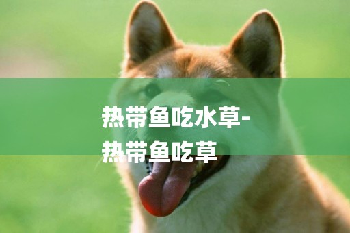 熱帶魚吃水草-
熱帶魚吃草