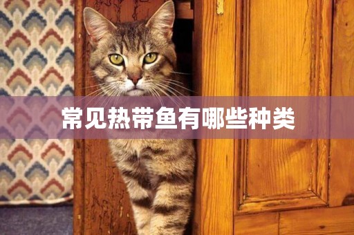 常見熱帶魚有哪些種類
