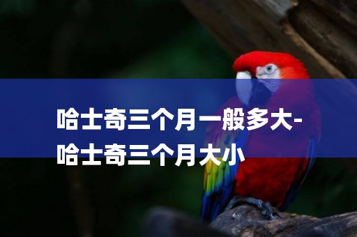 哈士奇三個月一般多大-
哈士奇三個月大小