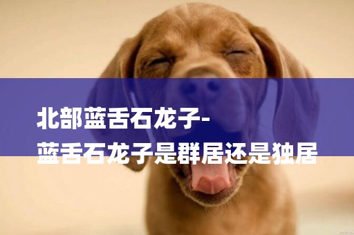北部藍舌石龍子-
藍舌石龍子是群居還是獨居
