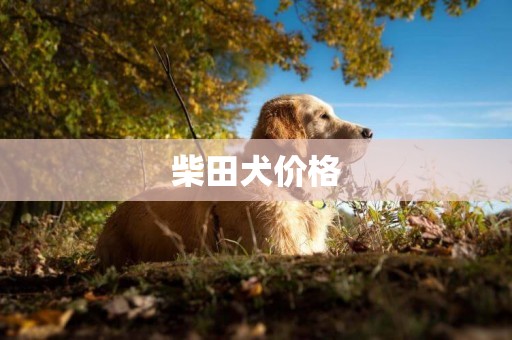 柴田犬價格