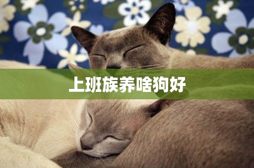 上班族養啥狗好
