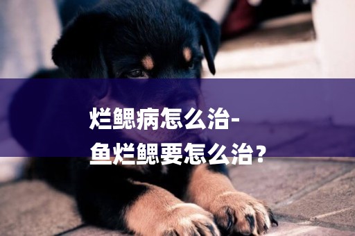 爛鰓病怎么治-
魚爛鰓要怎么治？