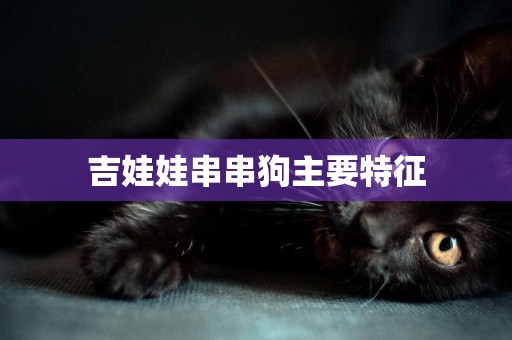 吉娃娃串串狗主要特征