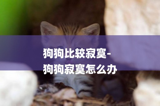 狗狗比較寂寞-
狗狗寂寞怎么辦