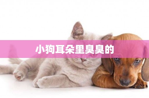小狗耳朵里臭臭的