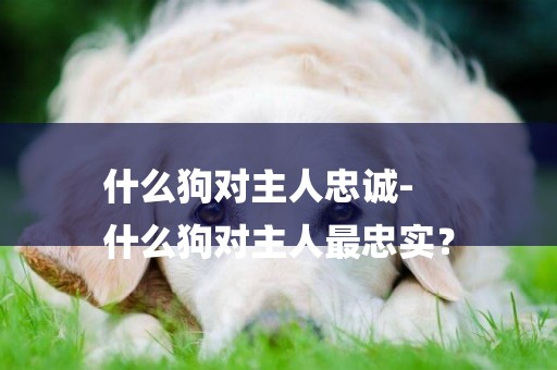 什么狗對主人忠誠-
什么狗對主人最忠實？