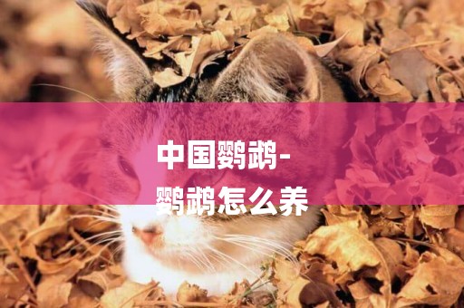 中國鸚鵡-
鸚鵡怎么養
