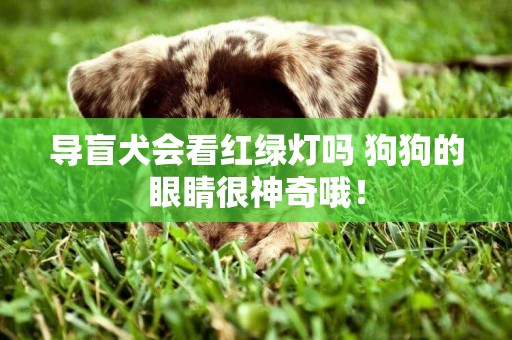 導盲犬會看紅綠燈嗎 狗狗的眼睛很神奇哦！
