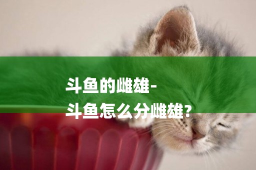 斗魚的雌雄-
斗魚怎么分雌雄?