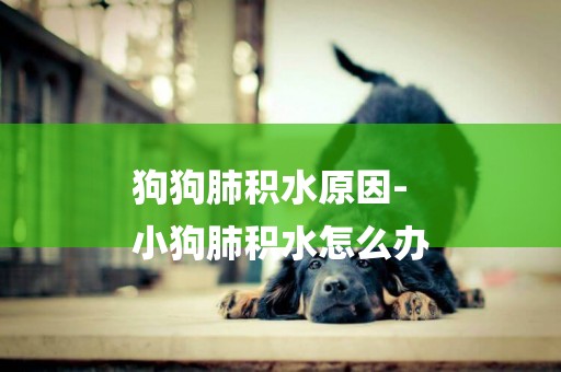 狗狗肺積水原因-
小狗肺積水怎么辦