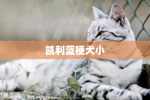 凱利藍梗犬小