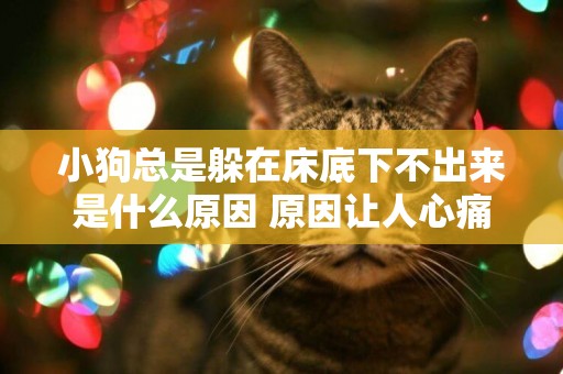 小狗總是躲在床底下不出來是什么原因 原因讓人心痛