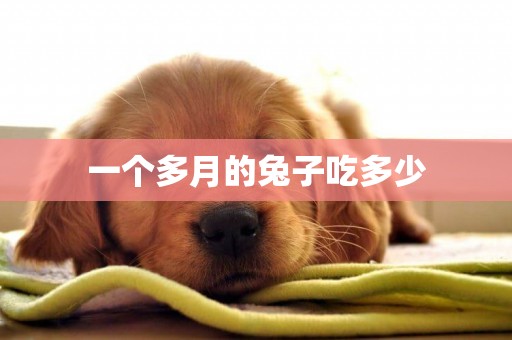 一個多月的兔子吃多少